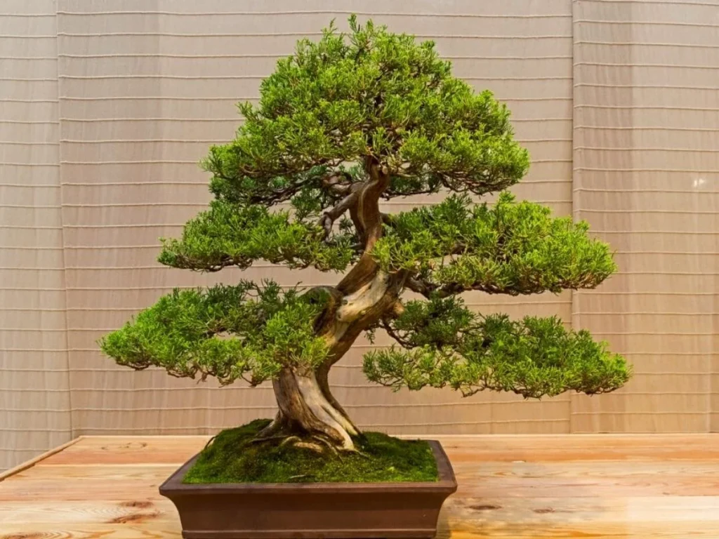 Creative Funny Names for Bonsai Trees