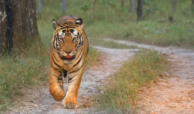 Creative Tiger Names