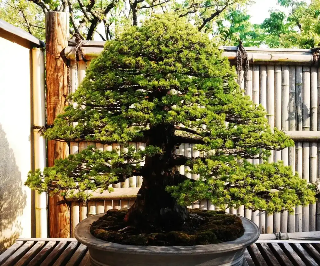 Nature-Themed Funny Names for Bonsai Trees