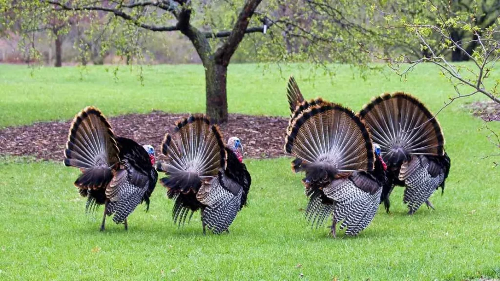 Turkey Names Female