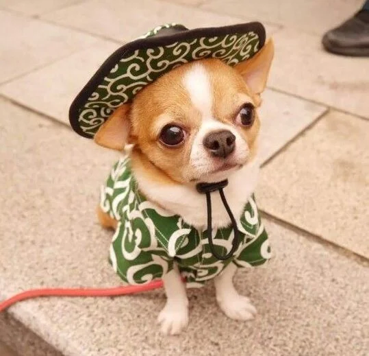 Funny Mexican Names for Dogs